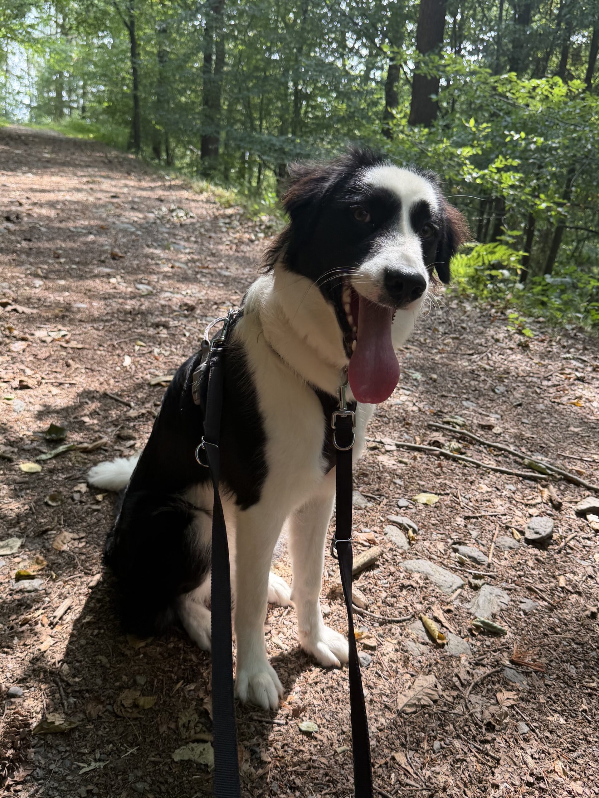 Happy, Border Collie Schäferhund Mischling – Tierheim Solingen