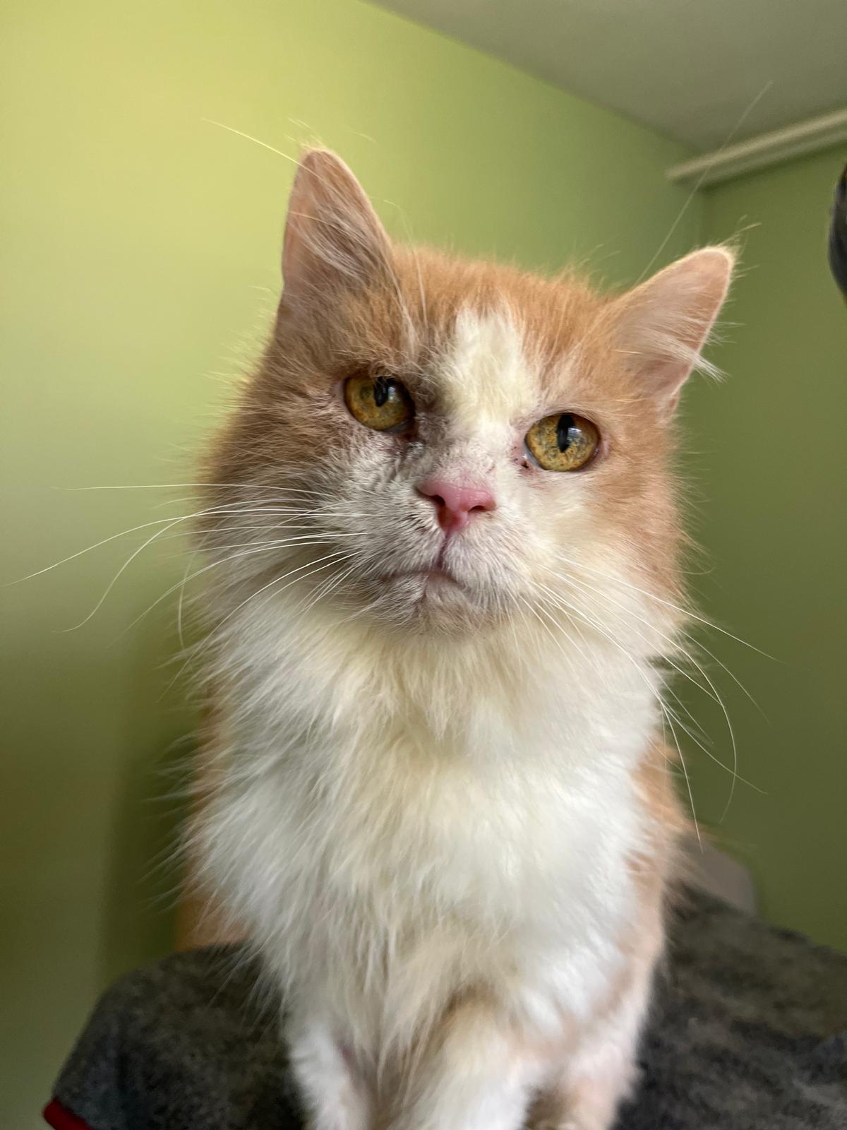 Fluse, Maine Coon-Mix – Tierheim Solingen