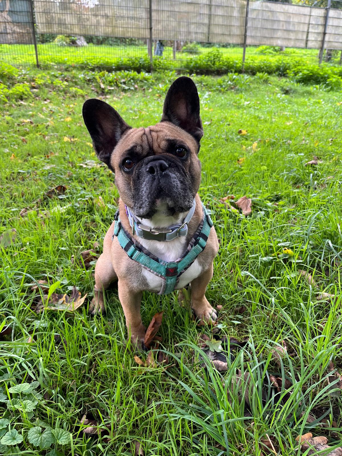 Abel, Französische Bulldogge – Tierheim Solingen