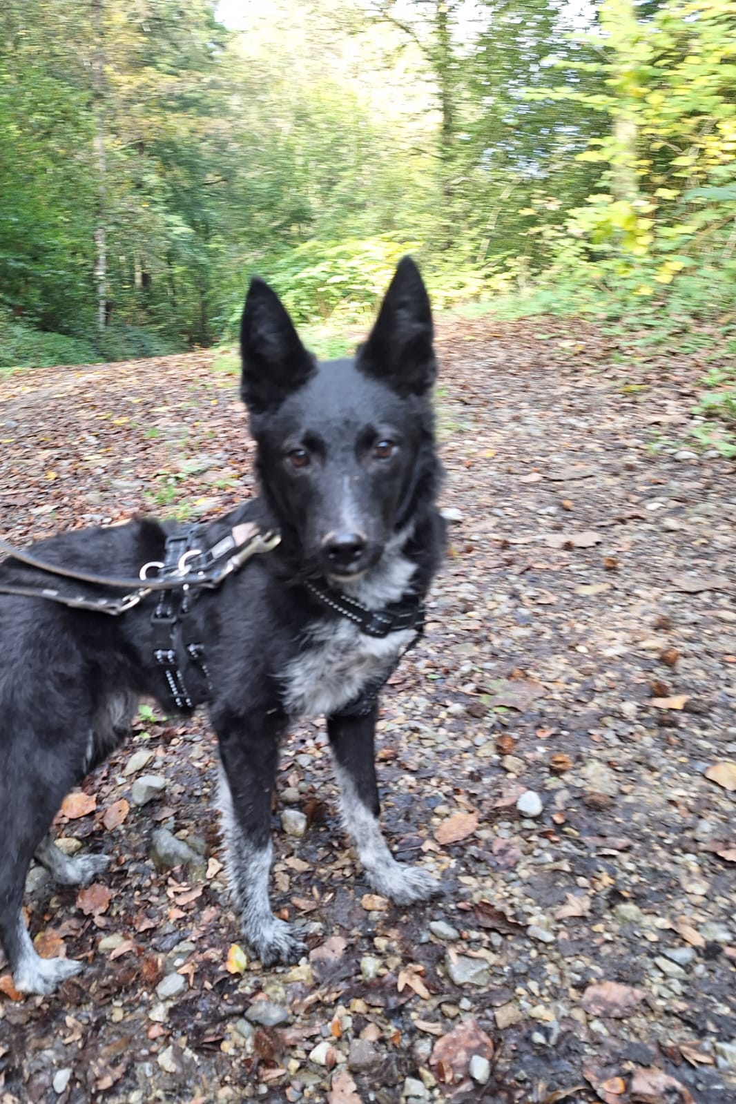 Smilla, Mudi-Kelpie-Mix – Tierheim Solingen