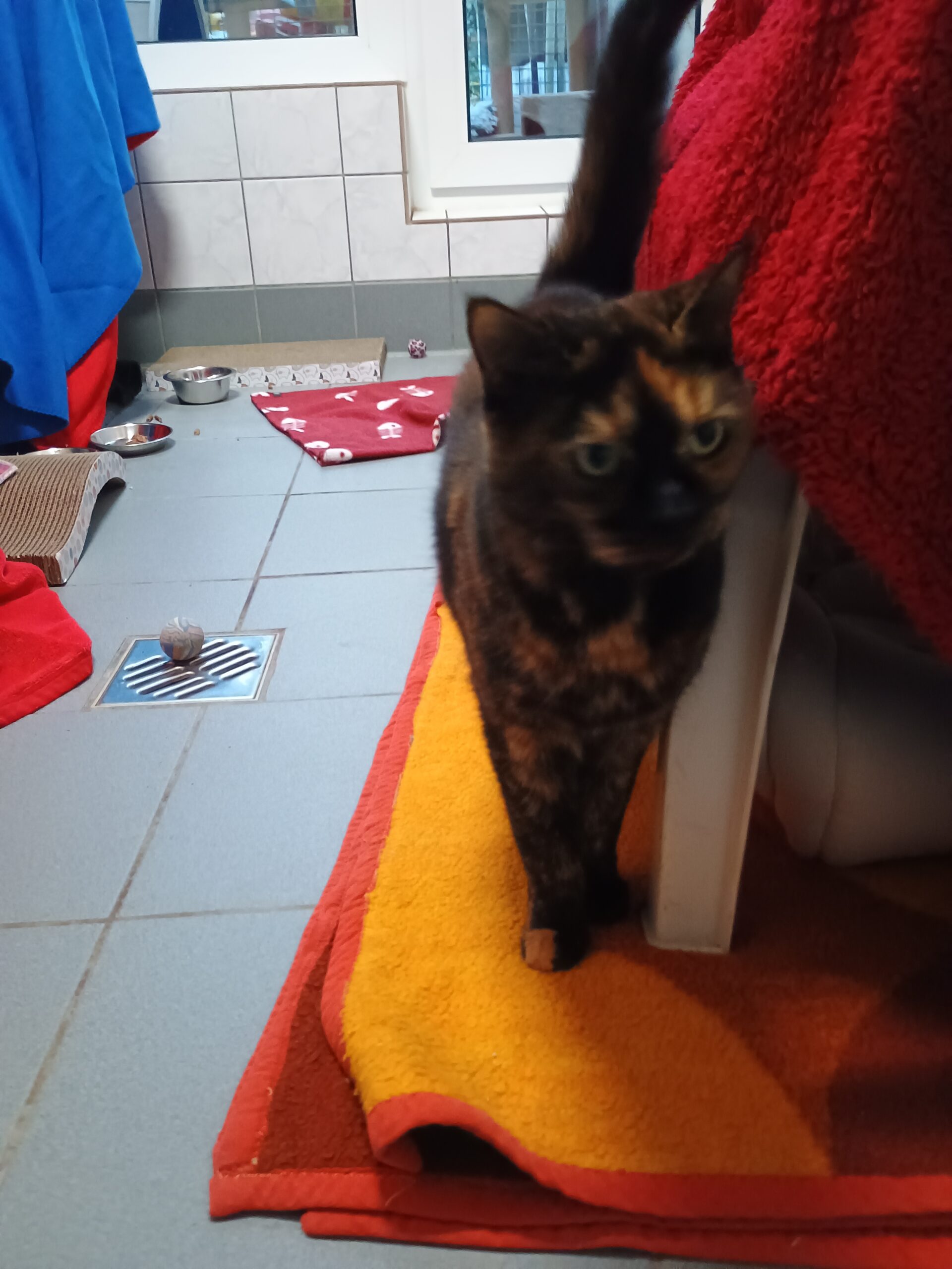 Lucy, EKH – Tierheim Solingen