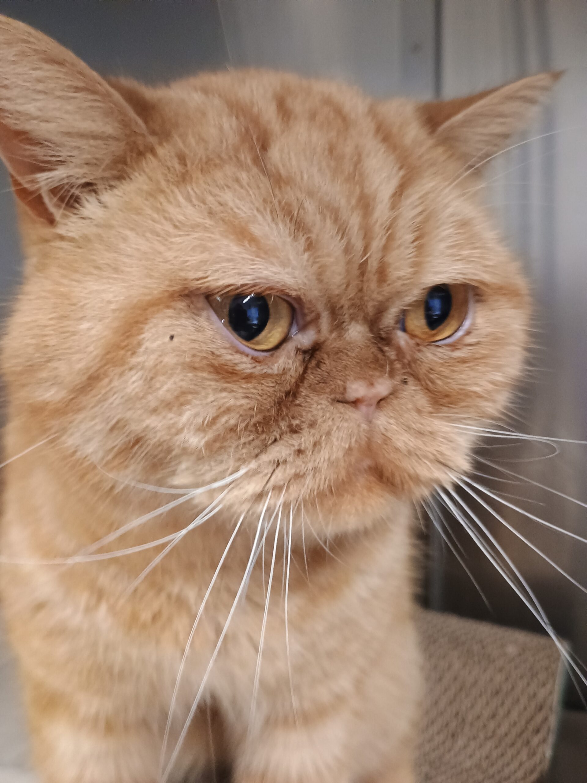 Garfield, BKH – Tierheim Solingen